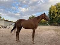 घोड़ी, Canadian horse breed — फ़ोटो 2