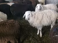 Sheep, Tian-Shan semifinewool sheep — photo 1