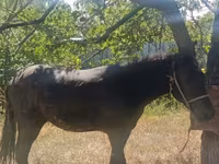 குதிரை, French Trotter — புகைப்படம் 4