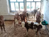 Cow, Red-spotted breed — photo 5