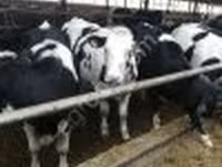 Krava, Swiss cattle — foto 2