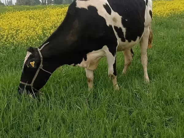 Holštýnské plemeno