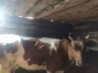 गाय, गोलस्टीन नस्ल — फ़ोटो 5