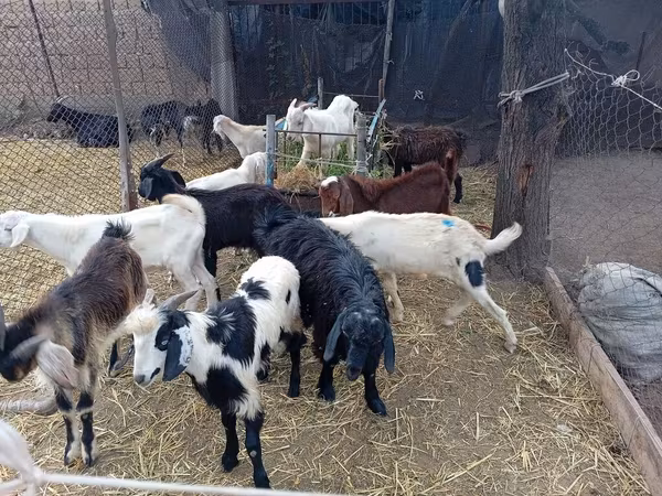 बकरा, Pomellata goat