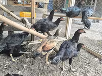 Chickens — फ़ोटो 1