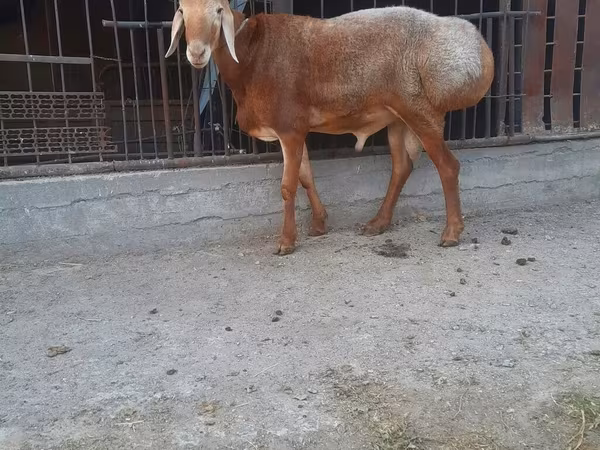 Saryarka sheep