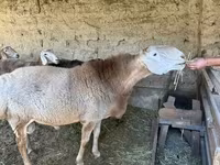 كبش, Hissar sheep — الصورة 2