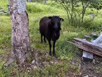 ஆண் ஆடு, Romanov sheep — புகைப்படம் 1
