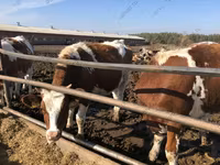 Cow, Red-spotted breed — photo 1