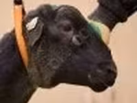 Widder, Dorper sheep — Foto 2