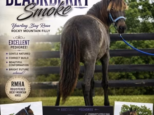 Klisna, Rocky Mountain Horse