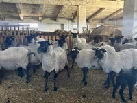 Schaf, Romanov sheep — Foto 1