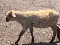 मेढ़ा, Hampshire sheep — फ़ोटो 7