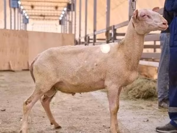 ஆண் ஆடு, East Friesian Dairy sheep