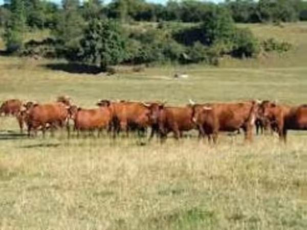 Cow, Salers cattle