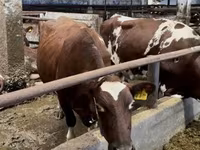 Krava, Simmental cattle — foto 2