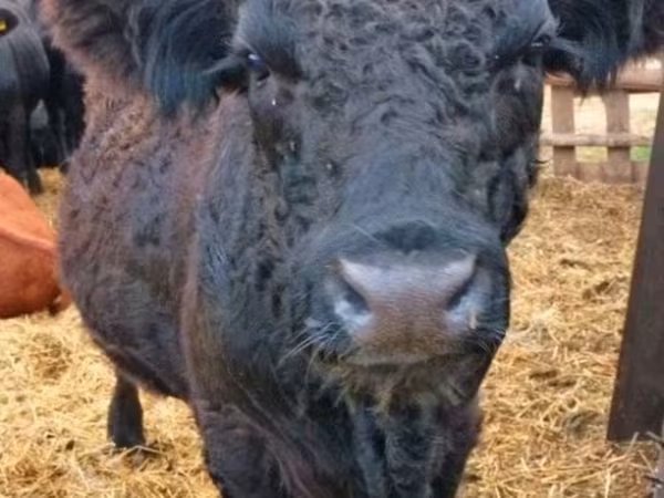 Bulle, Galloway-Rind