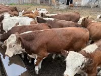 Vaca, Ganado vacuno — foto 6
