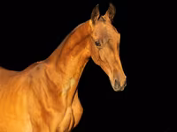 Kůň, Akhal-Teke — foto 1