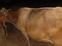Vaca, Ukrainian Brown Dairy Cattle — foto 3