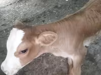 بقرة, Swiss cattle — الصورة 4
