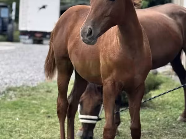 Stute, Anglo-Arabian