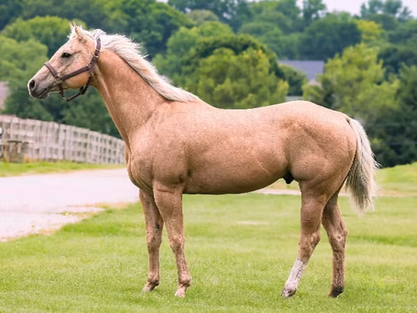 حصان, Quarter Horse