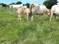 Býk, Blonde d’Aquitane cattle — foto 4