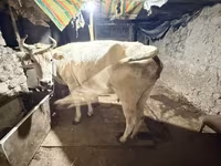 Vaca, Ukrainian Brown Dairy Cattle — foto 2