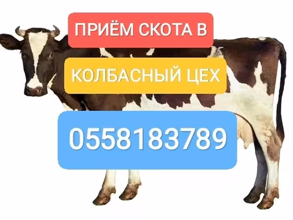 Holštýnské plemeno