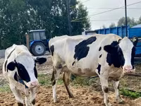 Toro, Raza Holstein — foto 5
