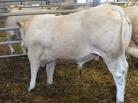 Bull, Blonde d’Aquitane cattle — photo 2