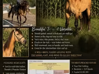 Hengst, Rocky Mountain Horse — Foto 1
