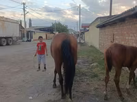 Yegua, Thoroughbred horse — foto 3