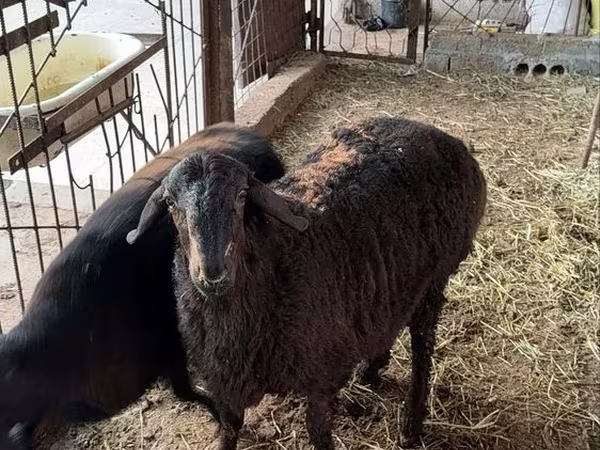 Beran, Ovce