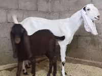பெண் வெள்ளாடு, Kamori goats — புகைப்படம் 2