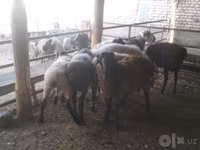 मेढ़ा, Arabi sheep — फ़ोटो 5