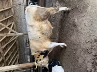 Bull, Holstein breed — photo 3