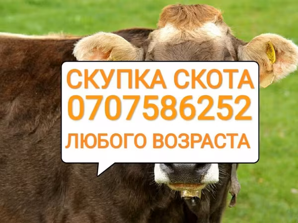 Cattle
