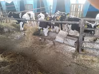 Bulle, Swiss cattle — Foto 8