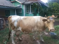 Kuh, Simmental cattle — Foto 1