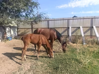 பெண் குதிரை, Thoroughbred horse — புகைப்படம் 2