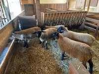 Oveja, Baerchuke sheep — foto 3