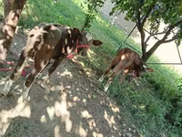 गाय, Red Estonian cattle — फ़ोटो 2