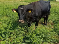 Bulle, Rote hornlose Kuh — Foto 1