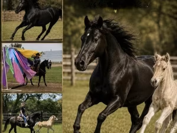 Klisna, Rocky Mountain Horse