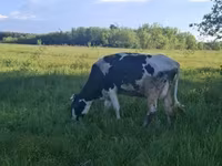 गाय, गोलस्टीन नस्ल — फ़ोटो 4