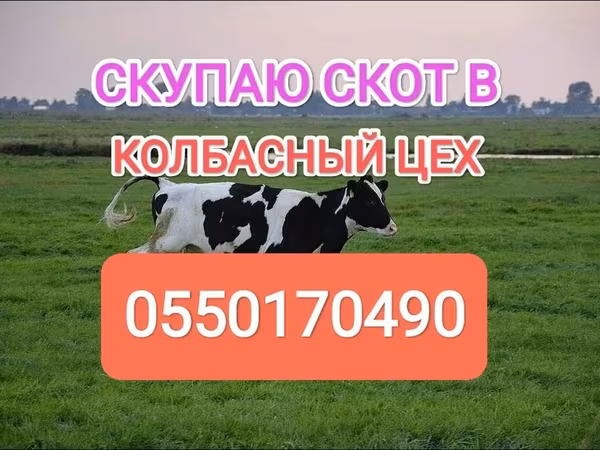 Holštýnské plemeno