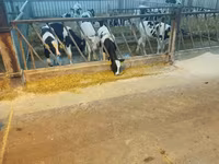 காளை, கோல்ஷ்டின் இனம்த் — புகைப்படம் 2