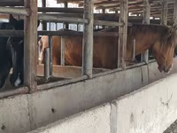 குதிரை, Horse breed — புகைப்படம் 5